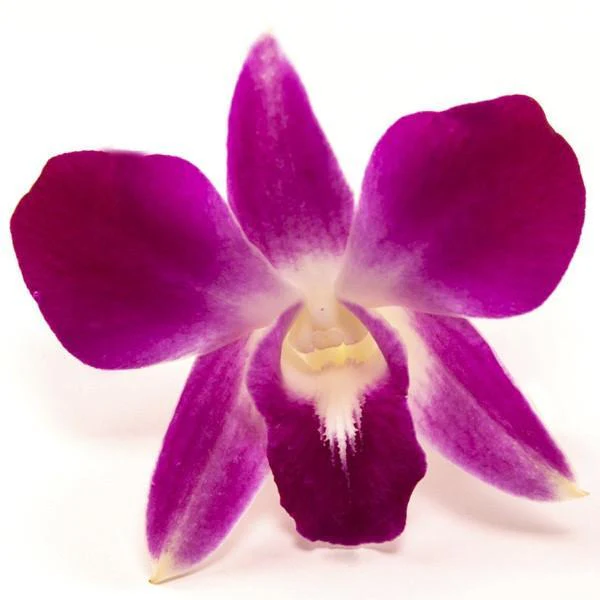 Loose Orchid Blooms - Image 3