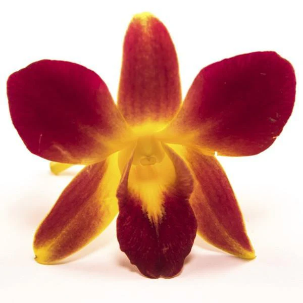 Loose Orchid Blooms - Box of 50 - Image 7